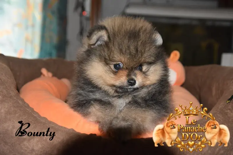 Bounty, Spitz allemand, élevage Du Panache d'Or