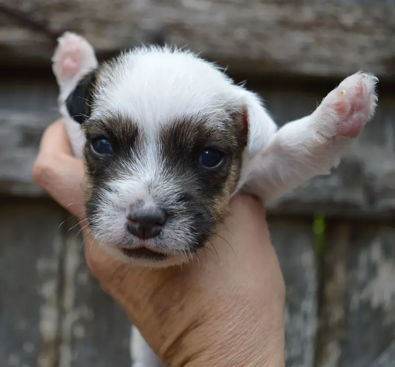 Portée de Parson Russell terrier, élevage Du Site Corot