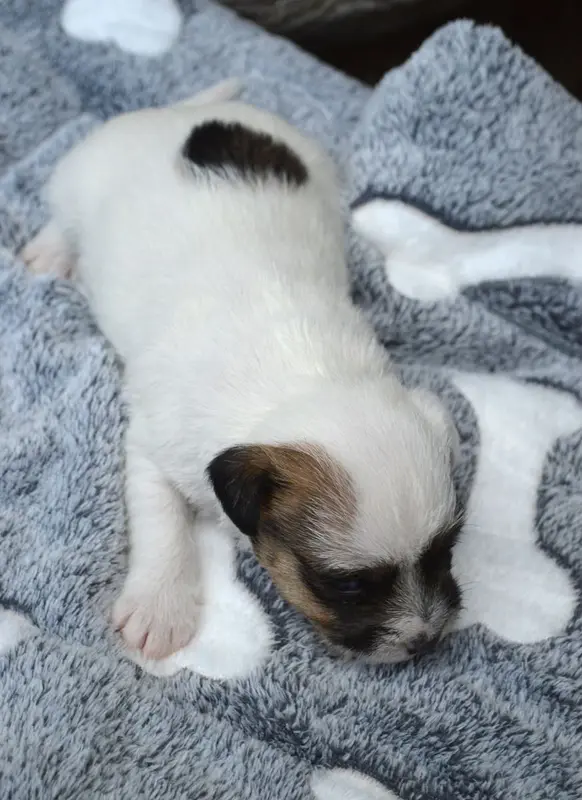 Portée de Parson Russell terrier, élevage Du Site Corot