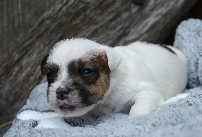 Portée de Parson Russell terrier, élevage Du Site Corot