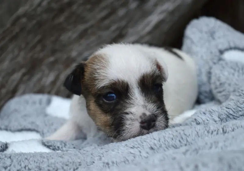 Portée de Parson Russell terrier, élevage Du Site Corot