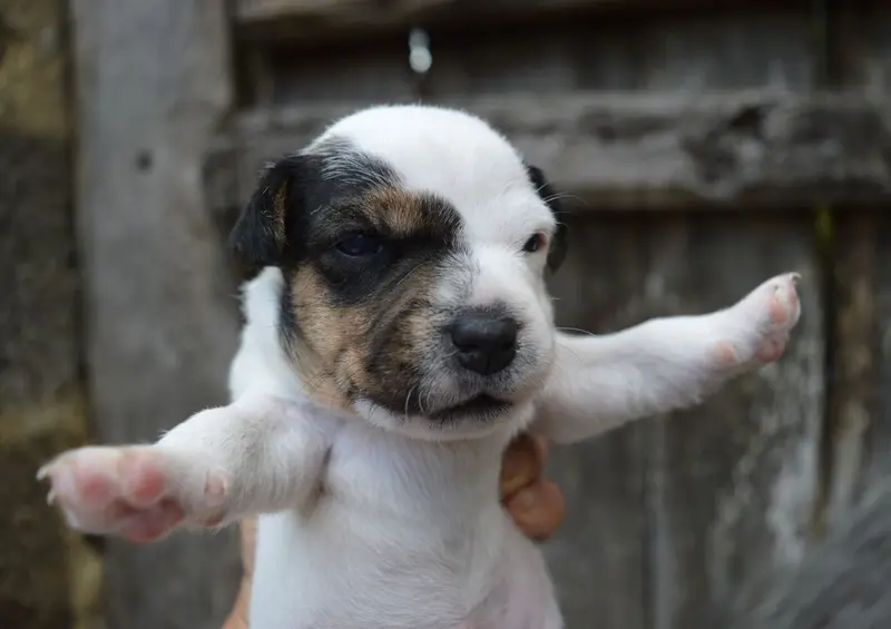 Portée de Parson Russell terrier, élevage Du Site Corot