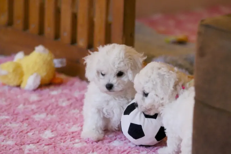 Portée de Bichon frisé, élevage De la Felhotte