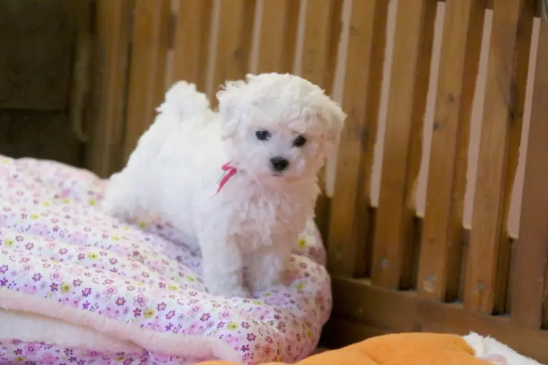 Portée de Bichon frisé, élevage De la Felhotte