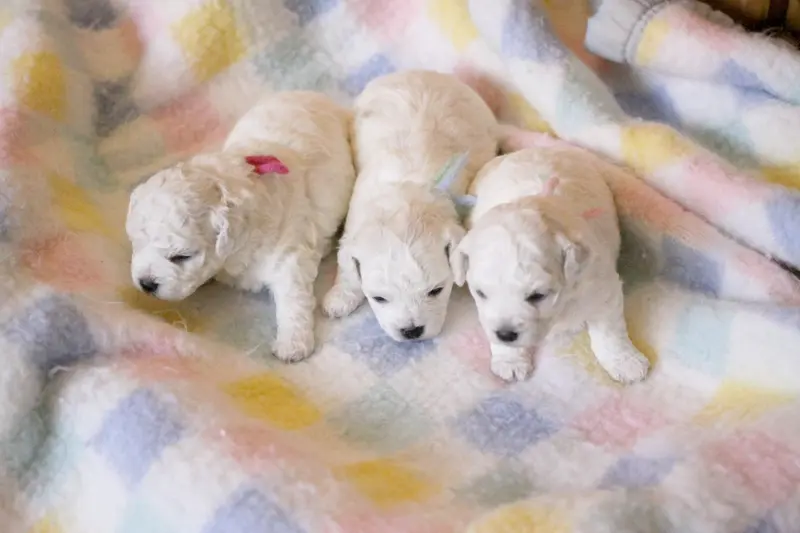 Baya (Réservé Perdigao - Suisse), Bichon frisé, élevage De la Felhotte