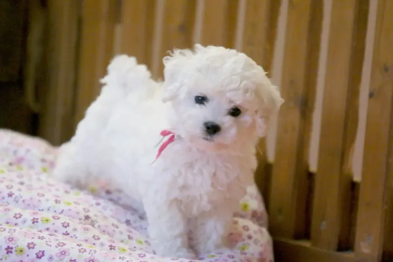 Portée de Bichon frisé, élevage De la Felhotte