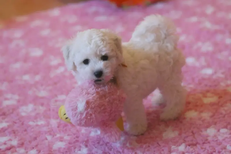 Portée de Bichon frisé, élevage De la Felhotte