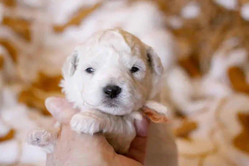 Barbouille (Réservé famille Legendre - Dép.51), Bichon frisé, élevage De la Felhotte