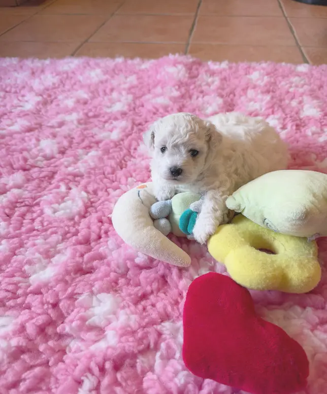 Portée de Bichon frisé, élevage De la Felhotte