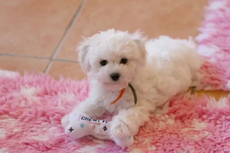Portée de Bichon frisé, élevage De la Felhotte