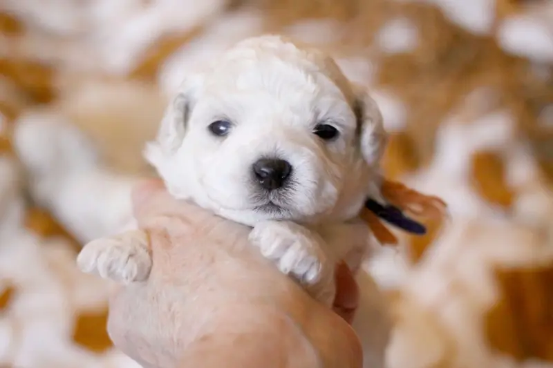 Bolide (Réservé famille Mognol - Luxembourg), Bichon frisé, élevage De la Felhotte