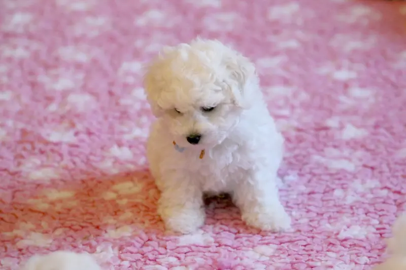 Portée de Bichon frisé, élevage De la Felhotte