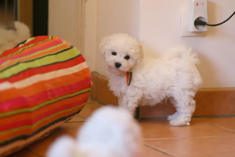 Portée de Bichon frisé, élevage De la Felhotte