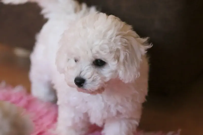 Portée de Bichon frisé, élevage De la Felhotte