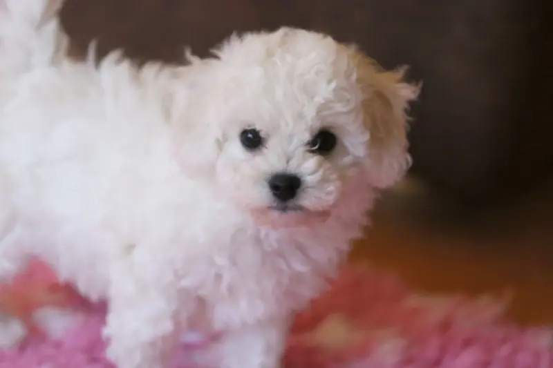 Portée de Bichon frisé, élevage De la Felhotte
