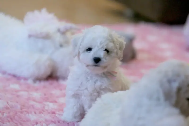 Portée de Bichon frisé, élevage De la Felhotte
