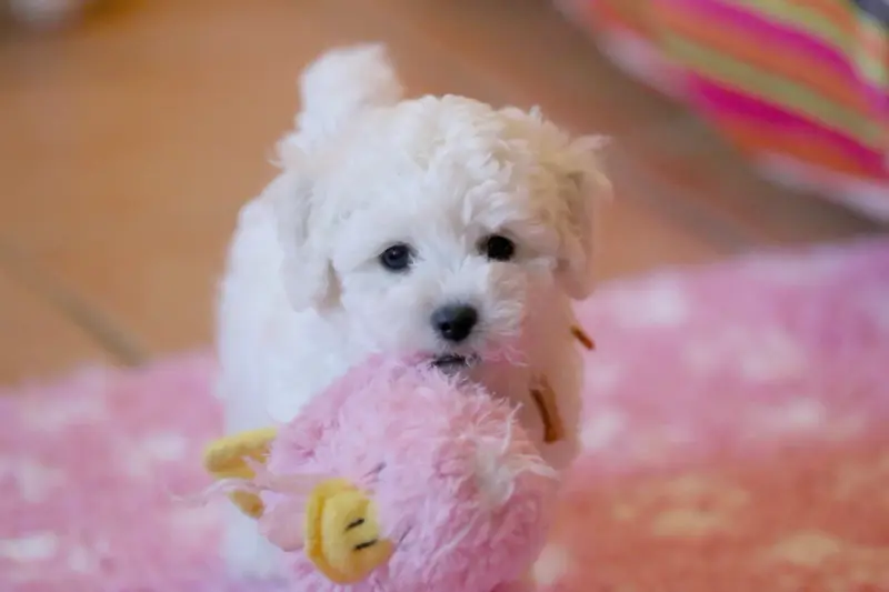 Portée de Bichon frisé, élevage De la Felhotte