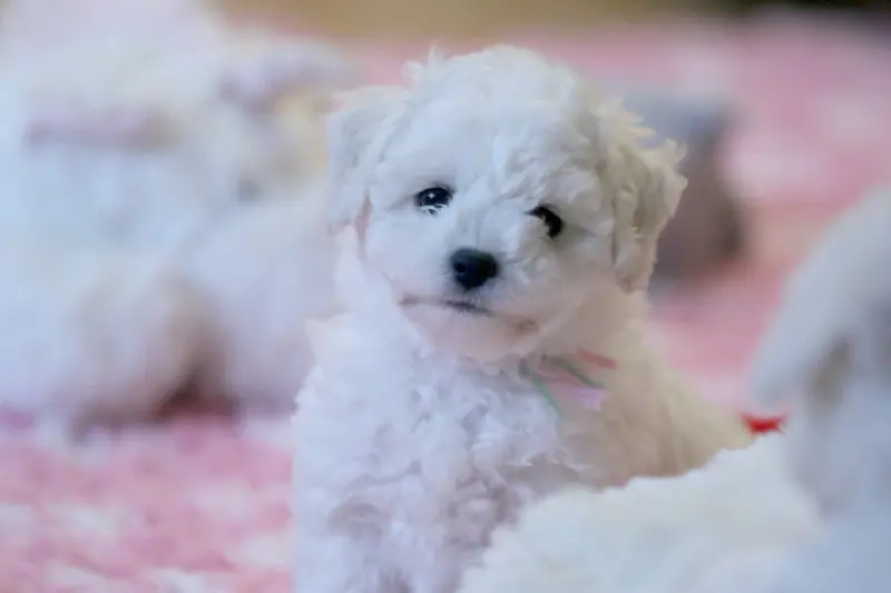 Portée de Bichon frisé, élevage De la Felhotte