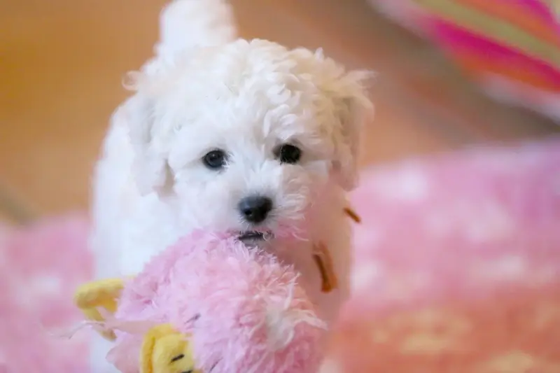 Portée de Bichon frisé, élevage De la Felhotte