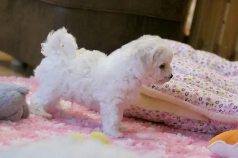 Portée de Bichon frisé, élevage De la Felhotte