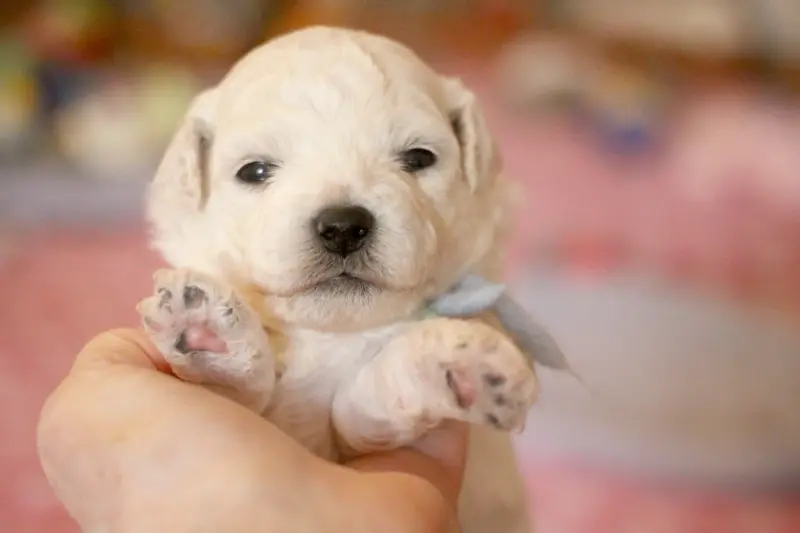 Bémol (Réservé pour la famille Parrot (Dép.68), Bichon frisé, élevage De la Felhotte