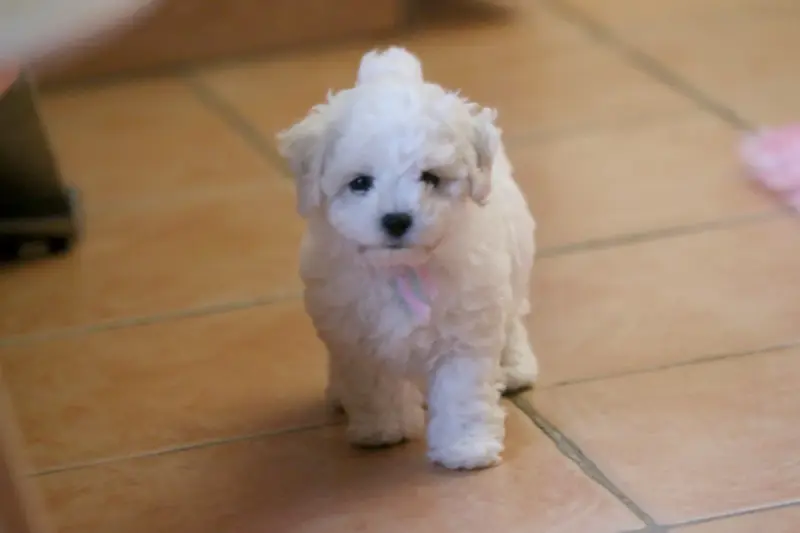 Portée de Bichon frisé, élevage De la Felhotte