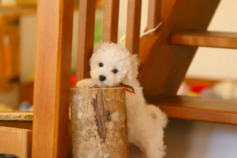 Portée de Bichon frisé, élevage De la Felhotte