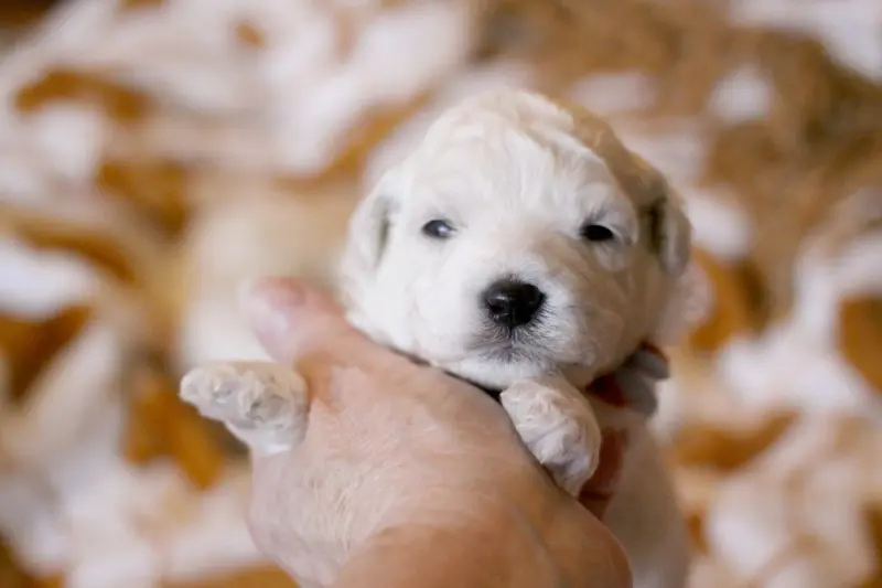 Beaugosse (Réservé famille Amirouche - Dép.93), Bichon frisé, élevage De la Felhotte