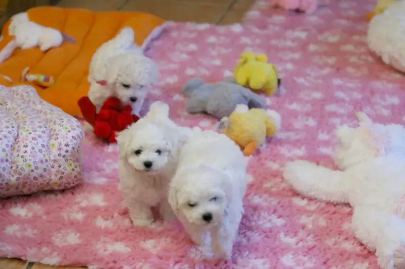 Portée de Bichon frisé, élevage De la Felhotte