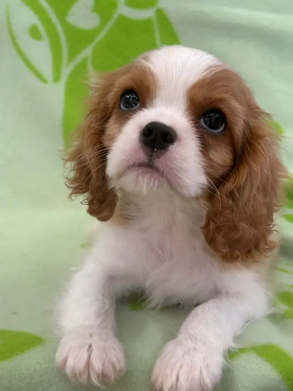 Chiot, Cavalier King Charles, élevage D'Ysatis