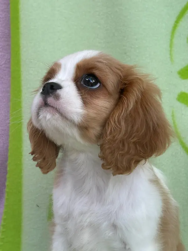 Portée de Cavalier King Charles, élevage D'Ysatis