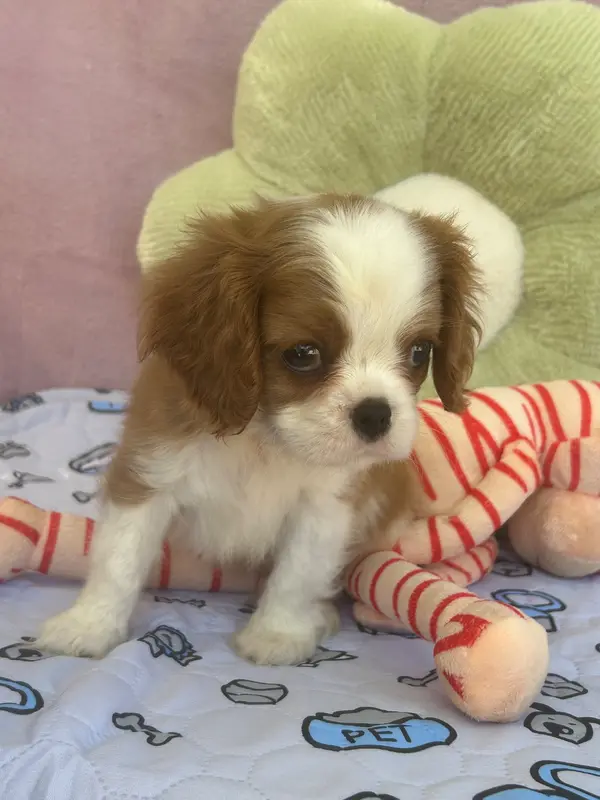 Portée de Cavalier King Charles, élevage D'Ysatis