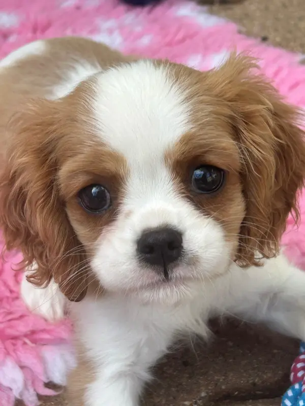 Portée de Cavalier King Charles, élevage D'Ysatis