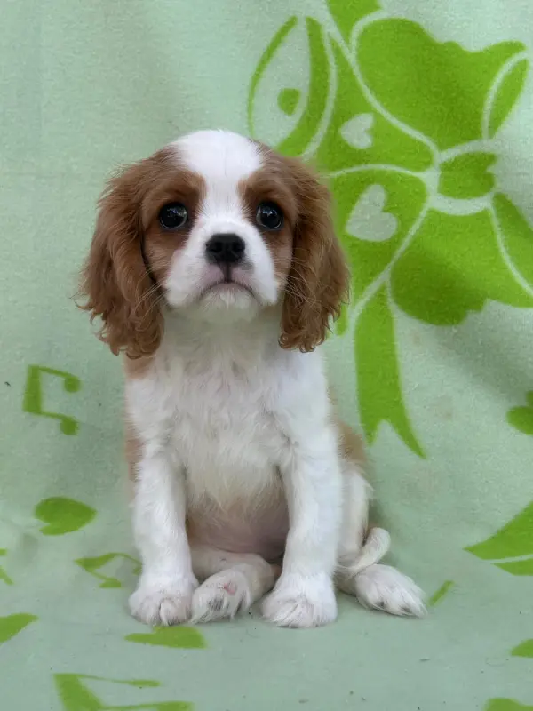 Portée de Cavalier King Charles, élevage D'Ysatis