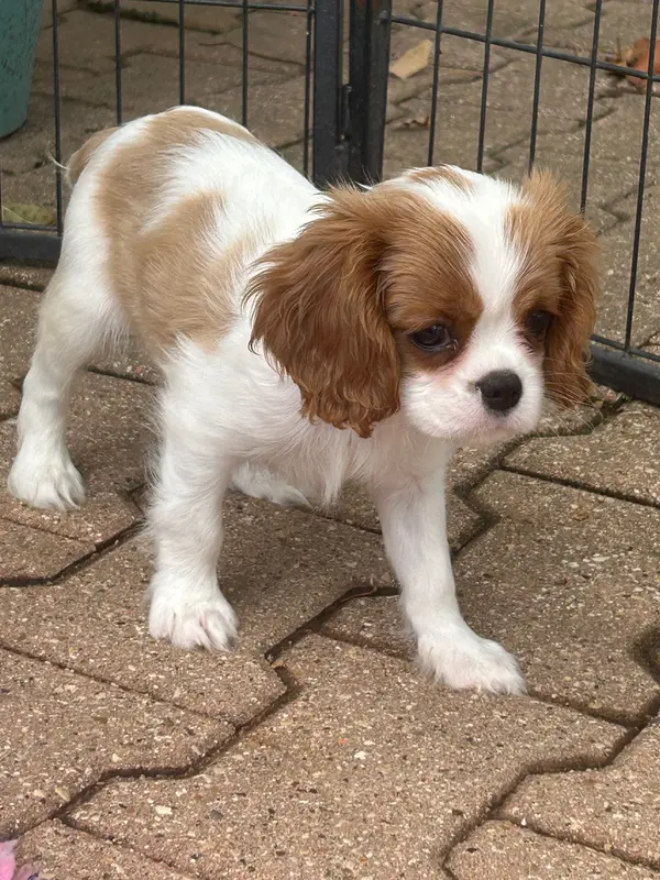 Portée de Cavalier King Charles, élevage D'Ysatis