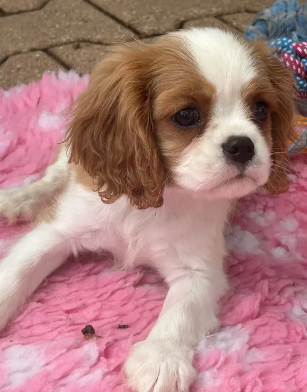 Portée de Cavalier King Charles, élevage D'Ysatis