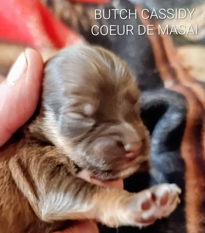 Butch Cassidy Coeur De Masai, Bichon havanais, élevage Coeur de Masai