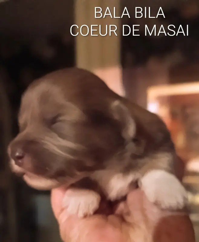 Portée de Bichon havanais, élevage Coeur de Masai