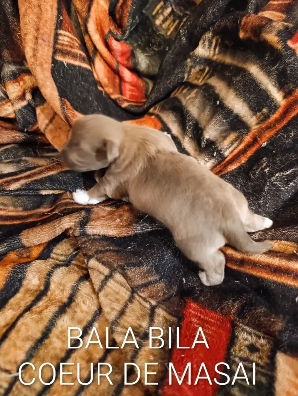 Portée de Bichon havanais, élevage Coeur de Masai