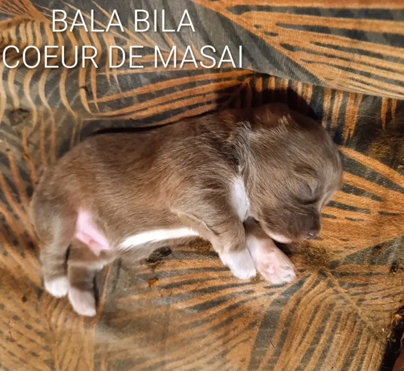 Portée de Bichon havanais, élevage Coeur de Masai
