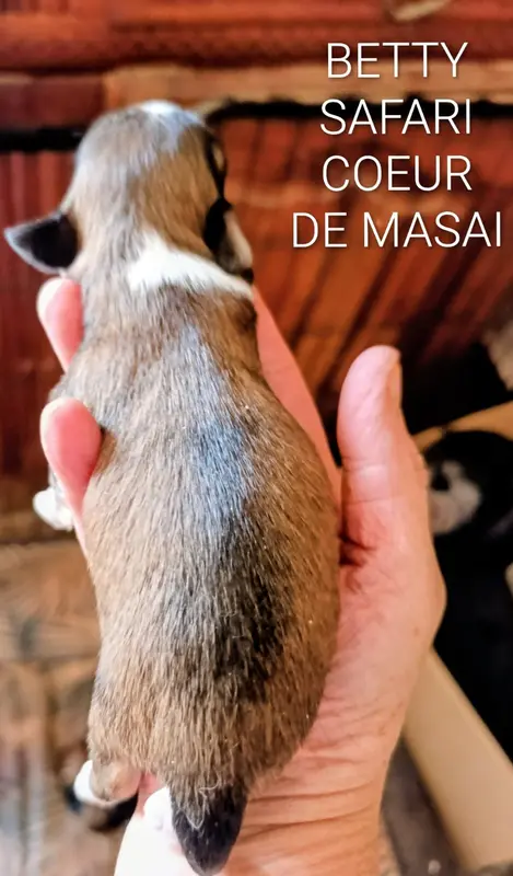 Portée de Bichon havanais, élevage Coeur de Masai