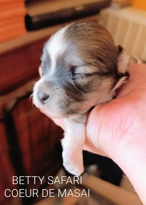 Portée de Bichon havanais, élevage Coeur de Masai