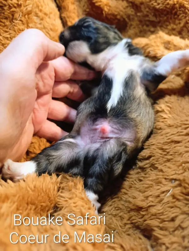 Portée de Bichon havanais, élevage Coeur de Masai