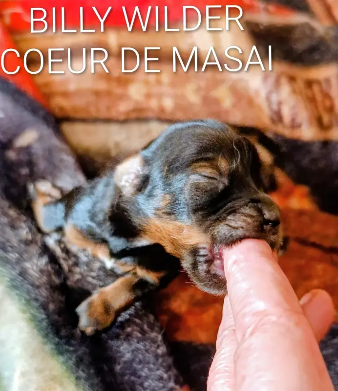 Billy Wilder Coeur De Masai, Bichon havanais, élevage Coeur de Masai