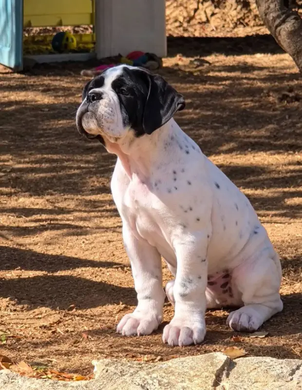 Portée de Bulldog continental, élevage De la Queue du Grill