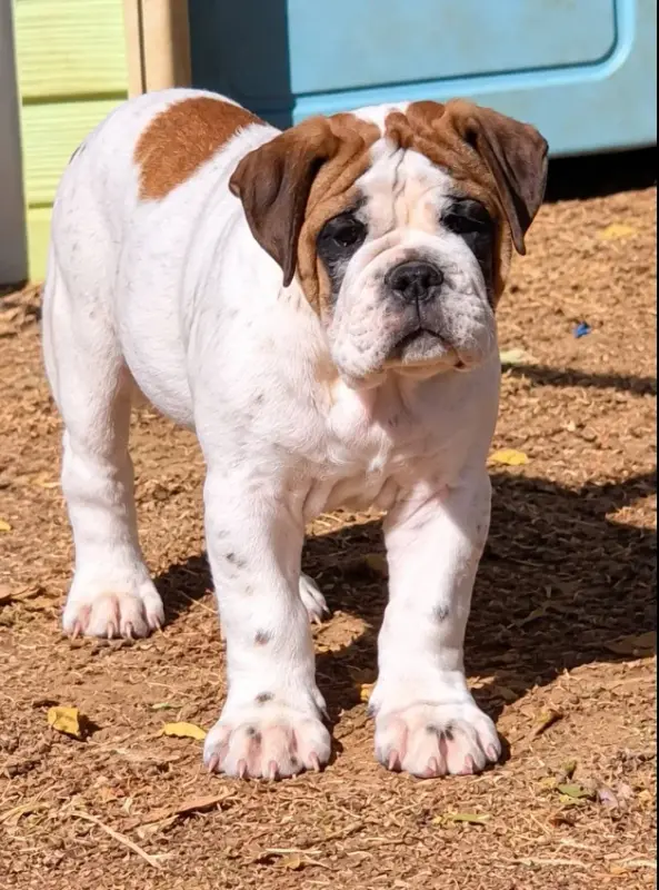Portée de Bulldog continental, élevage De la Queue du Grill