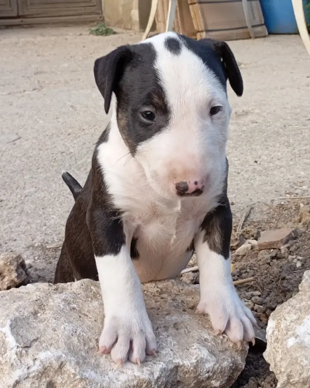 Chiot, Bull terrier, élevage Bull et Blanc