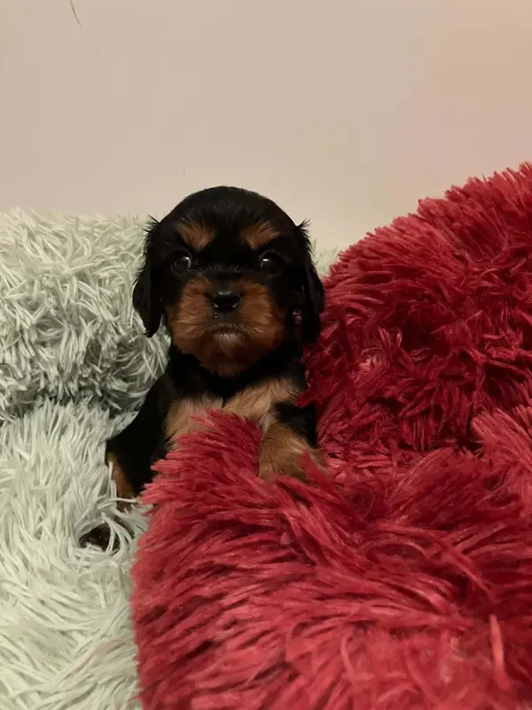 Bright du mont d'amour, Cavalier King Charles, élevage Du Mont d'Amour