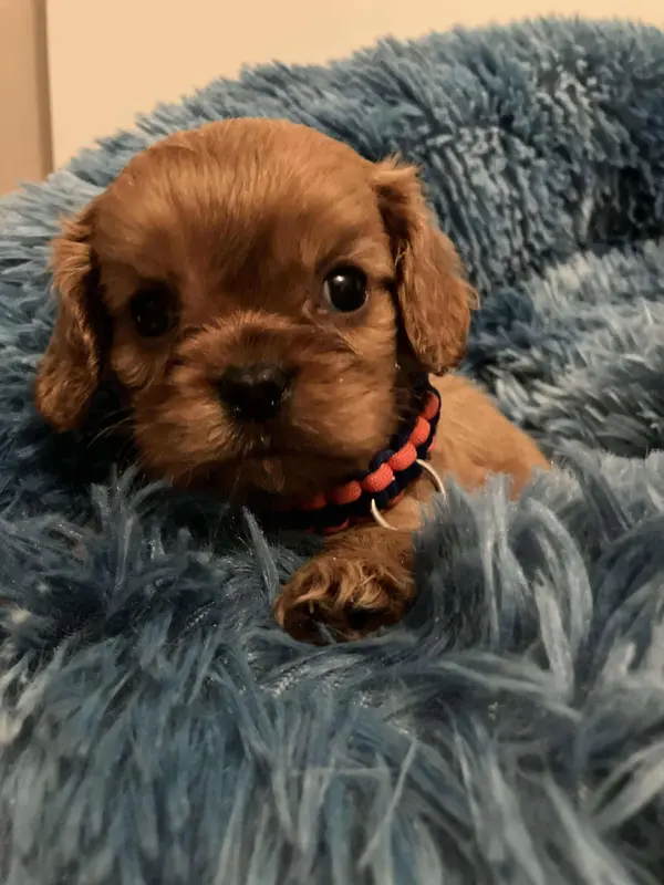 Byron du mont d'amour, Cavalier King Charles, élevage Du Mont d'Amour