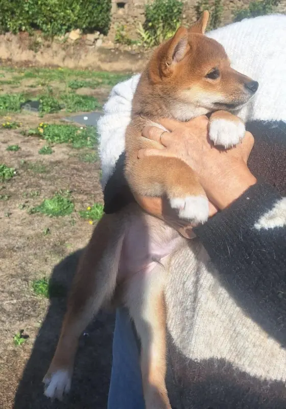 Baku, Shiba inu, élevage Du Sceau Imperial